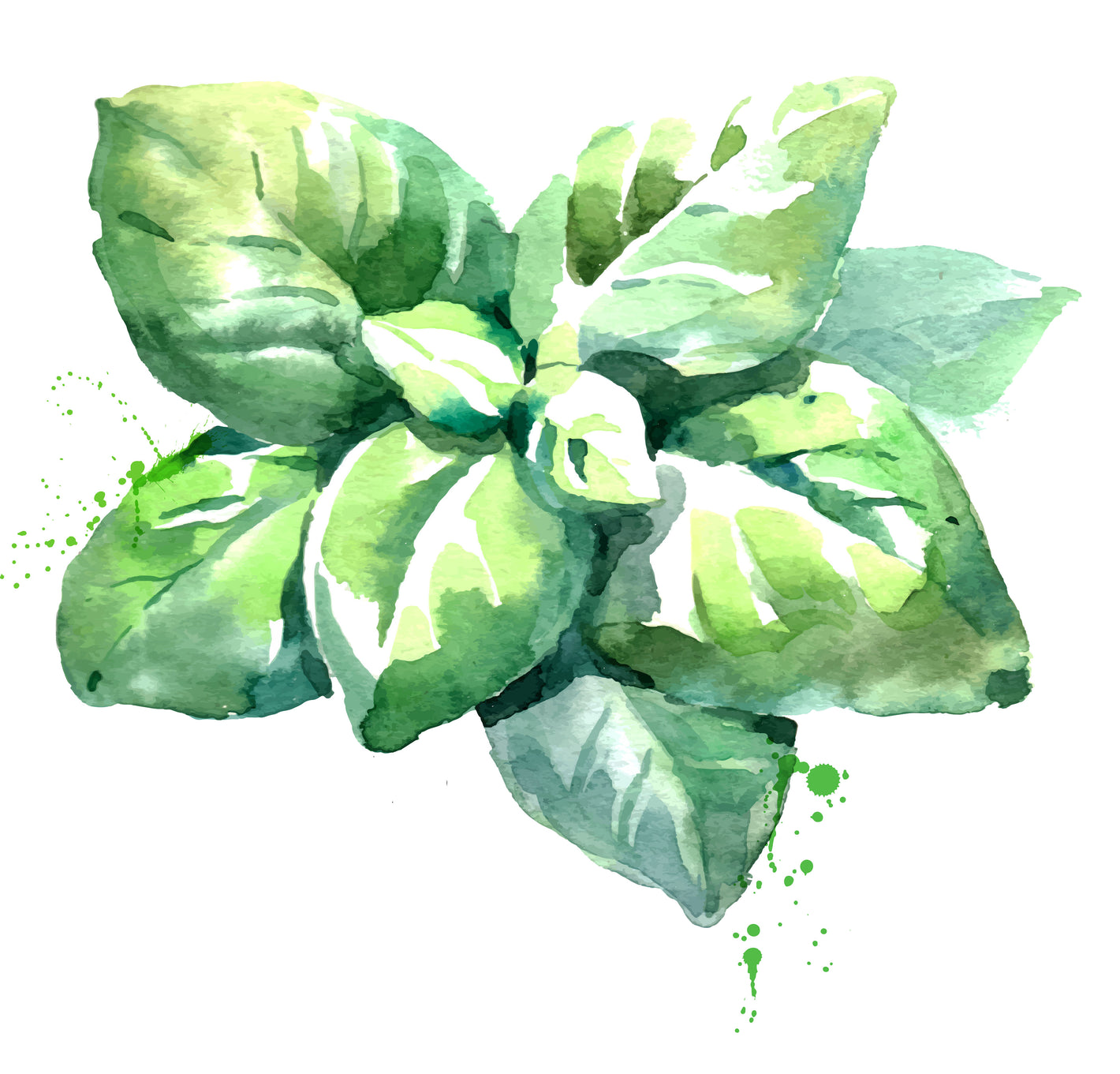 Oregano Pflanze gezeichnet 