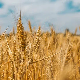 GLUTEN & LAKTOSE - UNNÖTIG & UNVERTRÄGLICH