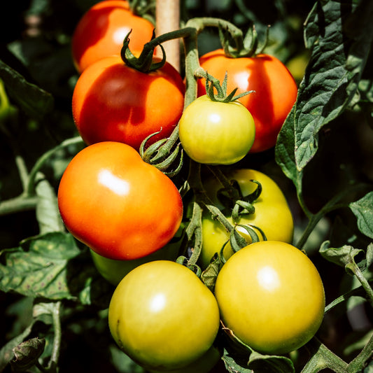 Tomaten am Strauch