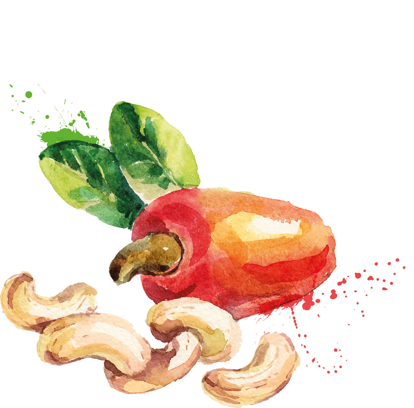 Cashew Frucht Nüsse gezeichnet 