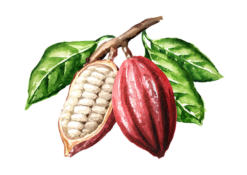 Kakao Frucht am Baum halbiert gezeichnet 