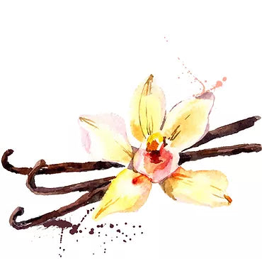 Vanille Blüte gezeichnet 
